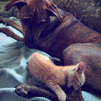Decorative Image 28