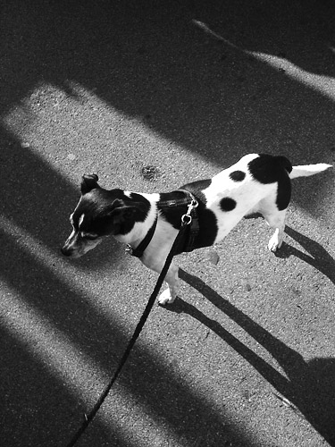 Picture-031 iphone photography switzerland