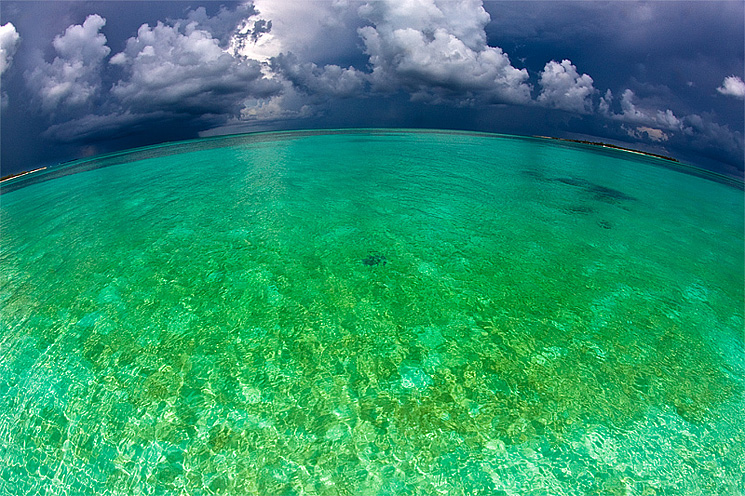 stingray Stingray Bahamas